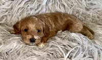 Zoey , a female Cavapoo for sale in Phoenix, AZ – Photo 1 of 10