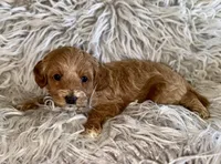 Zoey , a female Cavapoo for sale in Phoenix, AZ – Photo 4 of 10