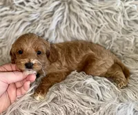 Zoey , a female Cavapoo for sale in Phoenix, AZ – Photo 3 of 10