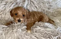 Zoey , a female Cavapoo for sale in Phoenix, AZ – Photo 5 of 10