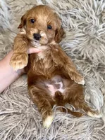 Zoey , a female Cavapoo for sale in Phoenix, AZ – Photo 10 of 10
