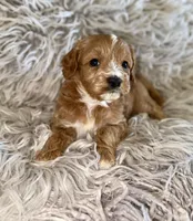 Peter , a male Cavapoo for sale in Phoenix, AZ – Photo 5 of 8