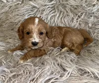 Peter , a male Cavapoo for sale in Phoenix, AZ – Photo 3 of 8