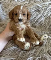 Peter , a male Cavapoo for sale in Phoenix, AZ – Photo 2 of 8