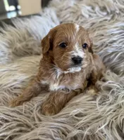 Peter , a male Cavapoo for sale in Phoenix, AZ – Photo 7 of 8