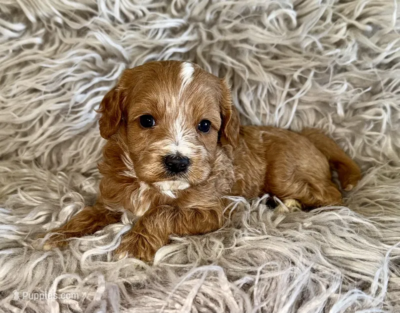 Peter  – Cavapoo puppy on hold in Phoenix, AZ