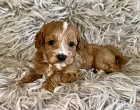 Peter , a male Cavapoo for sale in Phoenix, AZ – Photo 1 of 8
