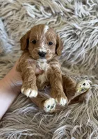 Peter , a male Cavapoo for sale in Phoenix, AZ – Photo 8 of 8