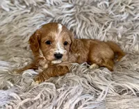 Peter , a male Cavapoo for sale in Phoenix, AZ – Photo 4 of 8