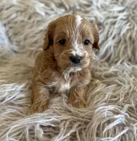 Peter , a male Cavapoo for sale in Phoenix, AZ – Photo 6 of 8