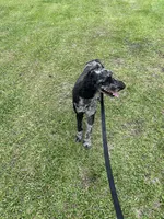Ragnar AKC/CKC, a male Poodle - Standard  for sale in Red Springs, NC – 7 of 8