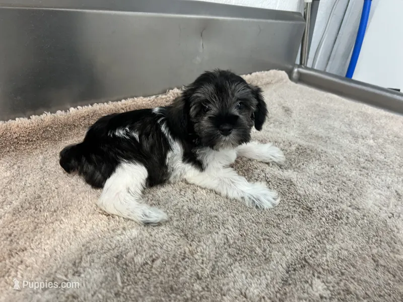 AKC Toy GREEN – Miniature Schnauzer puppy for sale in Red Springs, NC