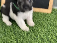 AKC GREEN, a female Miniature Schnauzer for sale in Red Springs, NC – Photo 1 of 4