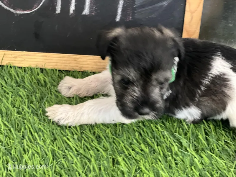 AKC GREEN – Miniature Schnauzer puppy for sale in Red Springs, NC
