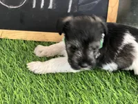 AKC GREEN, a female Miniature Schnauzer for sale in Red Springs, NC – Photo 2 of 4