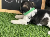 AKC GREEN, a female Miniature Schnauzer for sale in Red Springs, NC – Photo 3 of 4