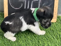 AKC GREEN, a female Miniature Schnauzer for sale in Red Springs, NC – Photo 4 of 4