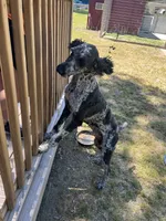 Ragnar AKC/CKC, a male Poodle - Standard  for sale in Red Springs, NC – 5 of 8