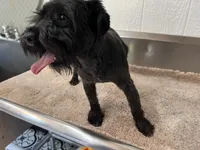 Odin, a male Miniature Schnauzer for sale in Red Springs, NC – 4 of 5