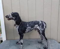 Ragnar AKC/CKC, a male Poodle - Standard  for sale in Red Springs, NC – 3 of 3