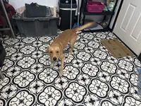 Aries, a male American Pit Bull Terrier and Carolina Dog for sale in Red Springs, NC – 2 of 2