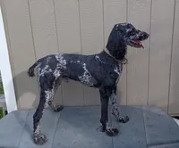 Ragnar AKC/CKC, a male Poodle - Standard  for sale in Red Springs, NC – 2 of 3