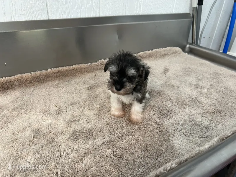 AKC BRI – Miniature Schnauzer puppy for sale in Red Springs, NC