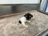 AKC Toy BRI, a female Miniature Schnauzer for sale in Red Springs, NC – 6 of 7