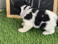 AKC GREY, a female Miniature Schnauzer for sale in Red Springs, NC – Photo 3 of 4