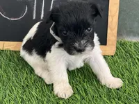 AKC GREY, a female Miniature Schnauzer for sale in Red Springs, NC – Photo 4 of 4