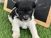 AKC GREY, a female Miniature Schnauzer for sale in Red Springs, NC – Photo 2 of 4