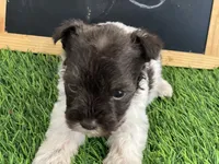 AKC FRED, a male Miniature Schnauzer for sale in Red Springs, NC – Photo 1 of 5