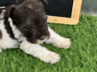 AKC FRED, a male Miniature Schnauzer for sale in Red Springs, NC – Photo 3 of 5