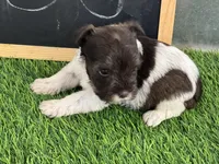 AKC FRED, a male Miniature Schnauzer for sale in Red Springs, NC – Photo 5 of 5