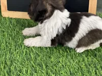 AKC FRED, a male Miniature Schnauzer for sale in Red Springs, NC – Photo 4 of 5