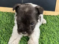 AKC FRED, a male Miniature Schnauzer for sale in Red Springs, NC – Photo 2 of 5
