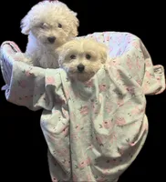 Sarah , a female Maltese for sale in Red Springs, NC – 3 of 5