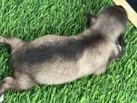 AKC BOB, a male Miniature Schnauzer for sale in Red Springs, NC – Photo 2 of 5