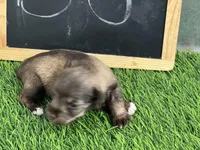 AKC BOB, a male Miniature Schnauzer for sale in Red Springs, NC – Photo 5 of 5