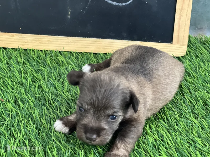 AKC BOB – Miniature Schnauzer puppy for sale in Red Springs, NC