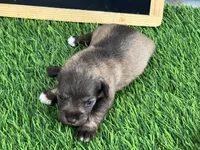 AKC BOB, a male Miniature Schnauzer for sale in Red Springs, NC – Photo 4 of 5