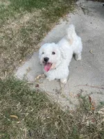 Sarah , a female Maltese for sale in Red Springs, NC – 5 of 5