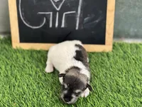 AKC BRI, a female Miniature Schnauzer for sale in Red Springs, NC – Photo 2 of 4