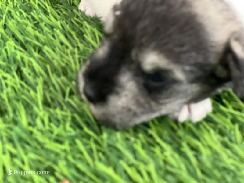 AKC BRI, a female Miniature Schnauzer for sale in Red Springs, NC – Photo 1 of 4
