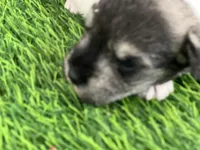 AKC BRI, a female Miniature Schnauzer for sale in Red Springs, NC – Photo 1 of 4