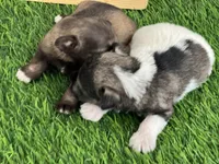 AKC BRI, a female Miniature Schnauzer for sale in Red Springs, NC – Photo 3 of 4