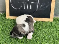 AKC BRI, a female Miniature Schnauzer for sale in Red Springs, NC – Photo 4 of 4