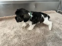 AKC Toy GREEN, a female Miniature Schnauzer for sale in Red Springs, NC – 6 of 8