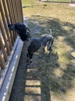 Ragnar AKC/CKC, a male Poodle - Standard  for sale in Red Springs, NC – 8 of 8