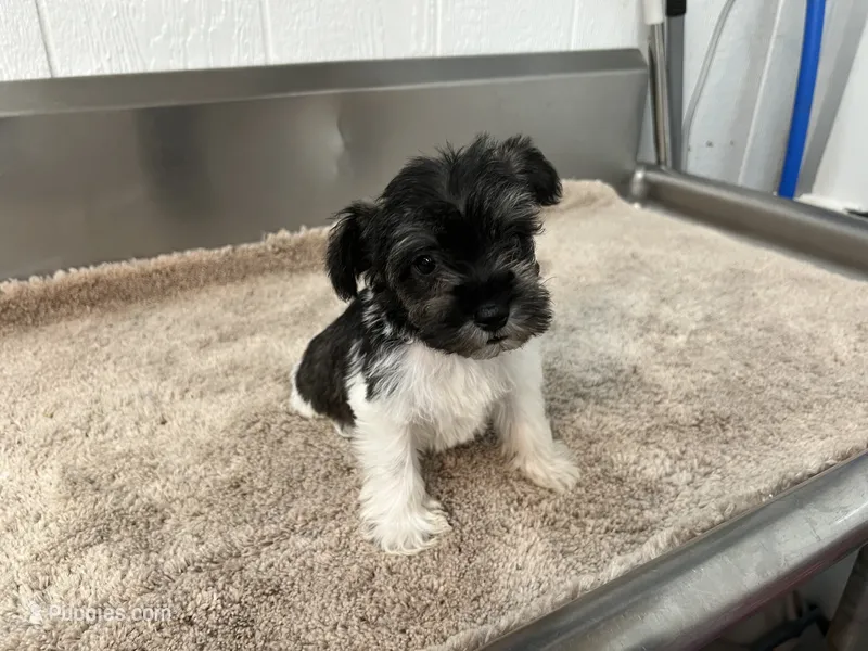 AKC PURPLE  – Miniature Schnauzer puppy for sale in Red Springs, NC